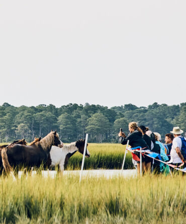 Ponies in a marsh
