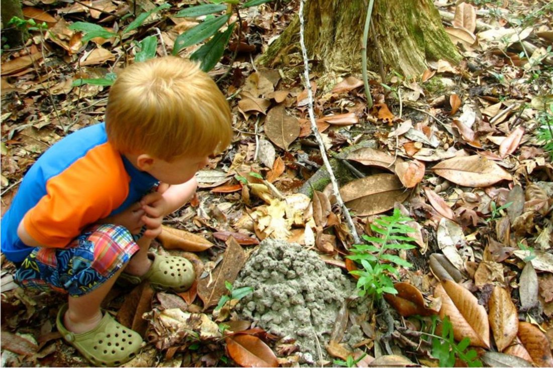 A child observing a crayfish mound